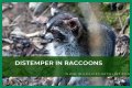 Can Raccoons Get Distemper? - Kylon Powell