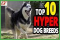 Does royal canin make dogs hyper?