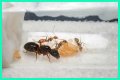 How To Get Ants Out Of Keurig?