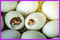 How To Make Bird Eggs?