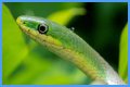 What Do Rough Green Snakes Eat?